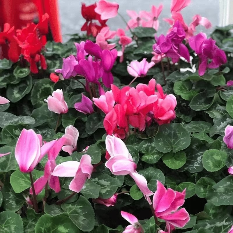 仙客来四季阳台萝卜海棠一品冠