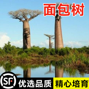 非洲面包树种子 猴面包树种子树籽 包邮