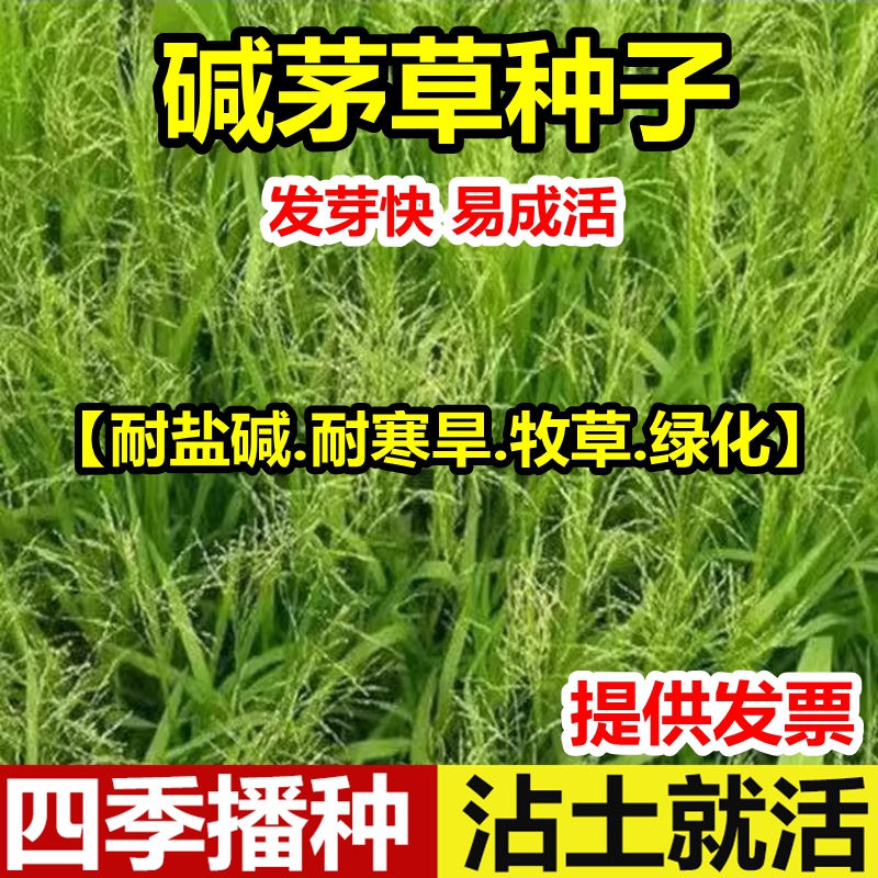 碱茅草种子籽牧草种子星星草种子多年生牧草耐旱耐盐碱草地绿化种
