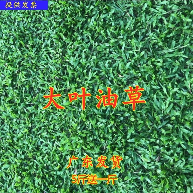 草坪种籽四季大叶油子进