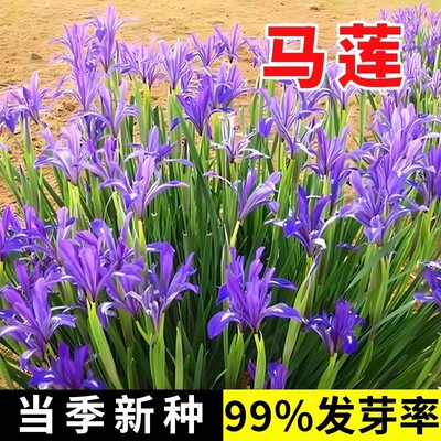 马莲种子马蔺马莲花籽庭院公园