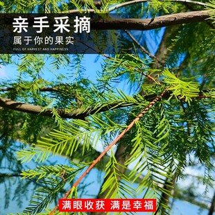 新采落羽杉种子水杉树种子绿化造林落雨杉种子包邮