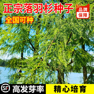 新采落羽杉种子水杉树种子绿化造林落雨杉种子包邮