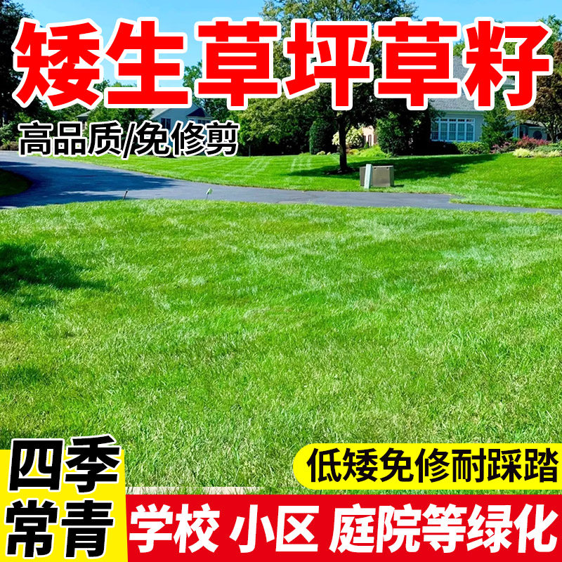 矮生草坪种子四季常青免修剪耐践踏民宿露营小区绿化包邮