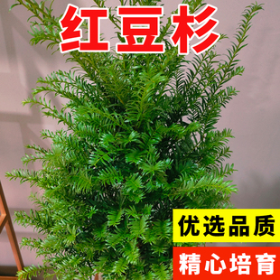 沙藏2年正宗中国红豆杉种子 南方 东北红豆杉 曼地亚红豆杉树种子