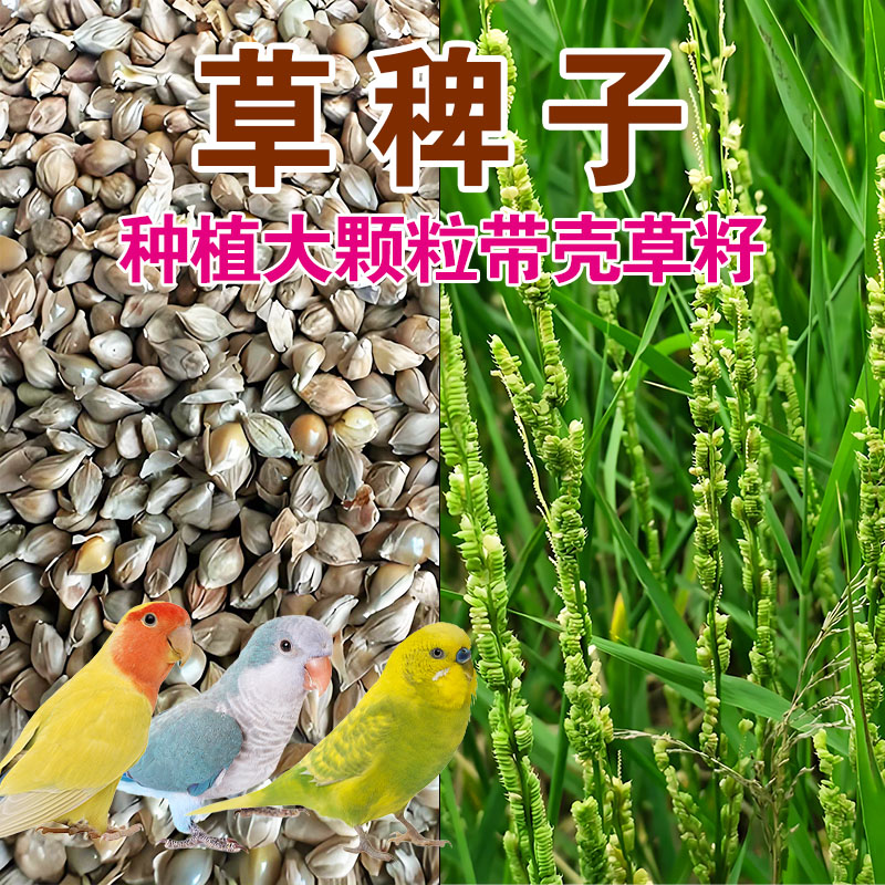 草稗子天然草籽玄凤虎皮牡丹鹦鹉