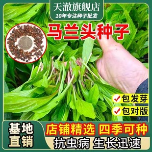 野生马兰头种子食用野菜四季播易种鸡毛菜菜园阳台盆栽马齿苋种子