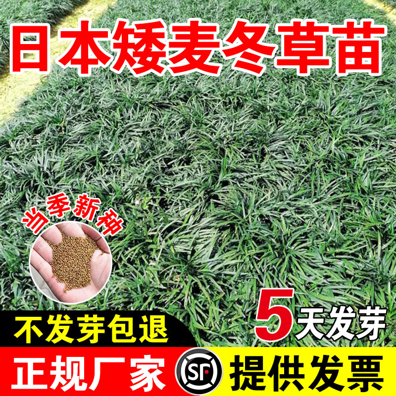 绿化庭院种矮生细叶日本四季青