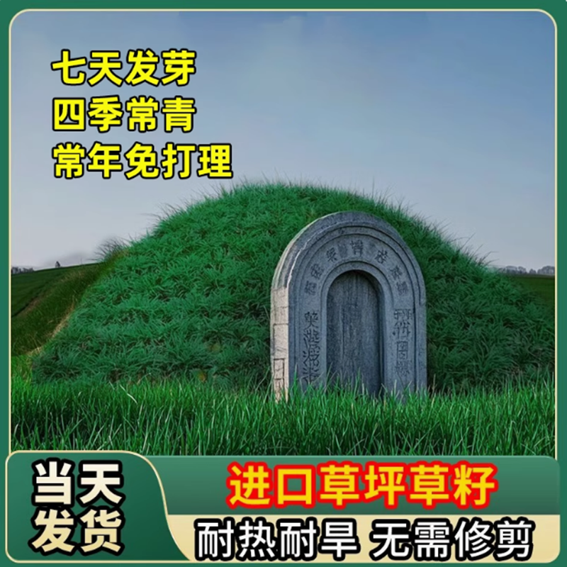 长镰草种子响铃草籽墓地草坪籽坟地草籽四季青草籽坟头草茅草芒草
