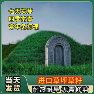 长镰草种子响铃草籽墓地草坪籽坟地草籽四季青草籽坟头草茅草芒草