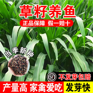 草籽养鱼高产牧草种籽四季畜牧家禽喜食高蛋白草籽多茬收割鱼草