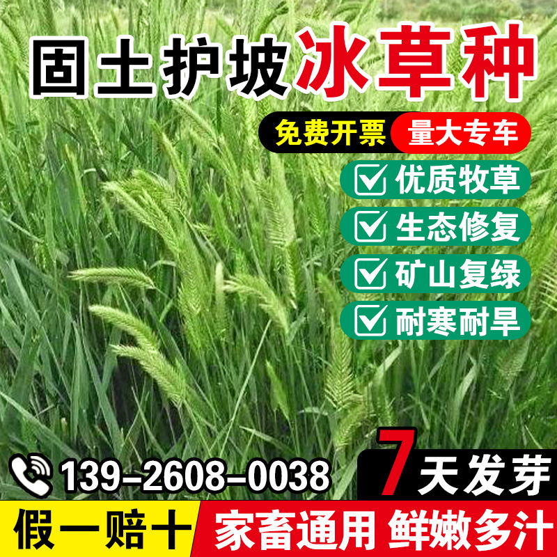 冰草种四季高产多年生牧草种籽