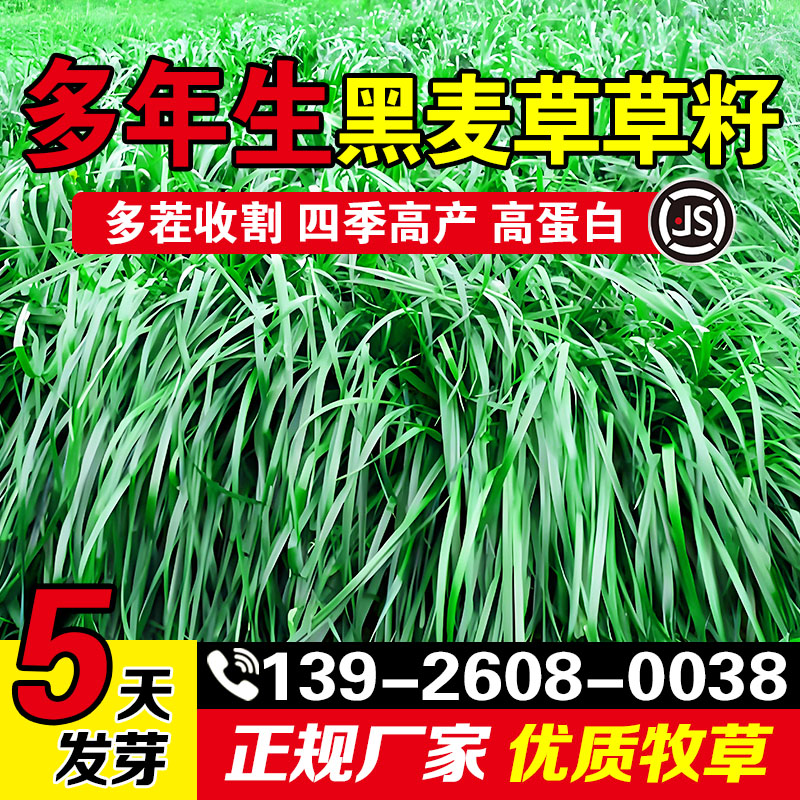 多年生黑麦草草籽多年生黑麦草种子四季常青鸡鸭鹅猪牛羊鱼草种籽