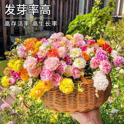 重瓣太阳花种孑播种开花种子籽室内阳台易盆栽花卉花期久发芽率高