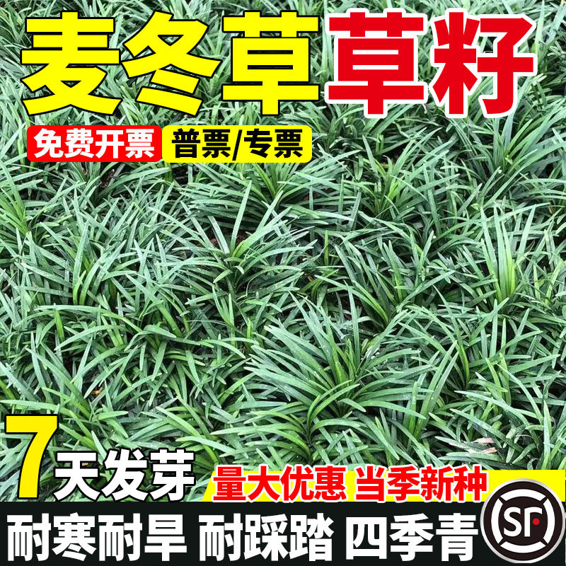 麦冬草草籽玉龙草种子四季青矮生细叶宽叶金边绿化庭院种籽孑