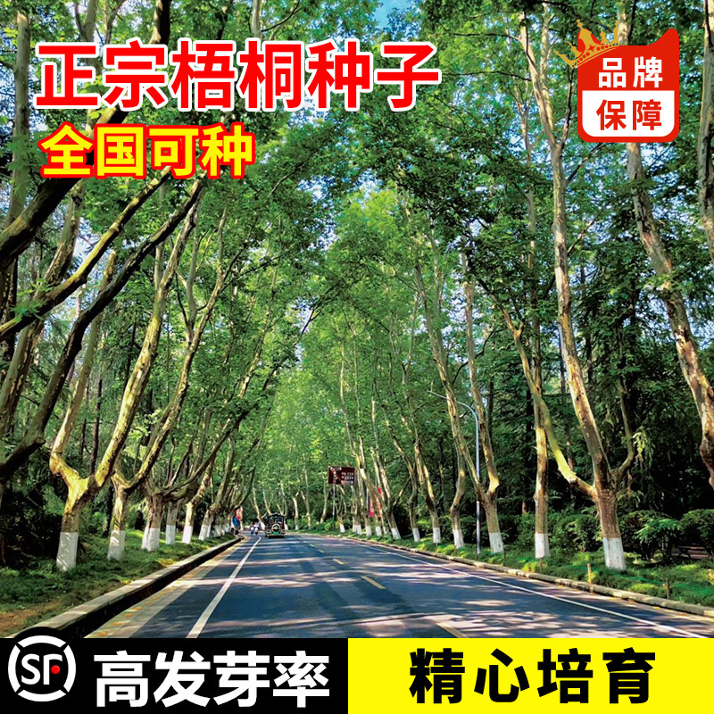 梧桐树种子子庭院园林绿化风景