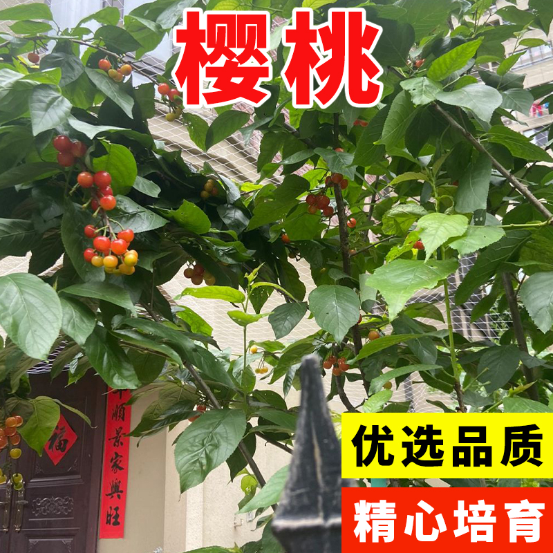 优质樱桃种子山樱桃种子