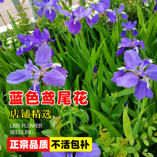 蓝花鸢尾种子德国宿根水生植物黄菖蒲道路河边紫蝴蝶花种籽子