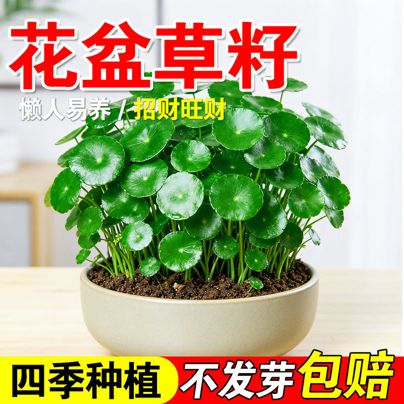 花盆草籽水养种籽四季播种水培植物花卉盆栽室内常绿种子,鲜花速递/花卉仿真/绿植园艺,家庭园艺种子,淘宝优惠券,粉丝福利购,淘宝优惠卷