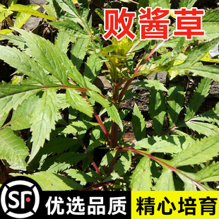 黄花败酱草种子南败酱草苦益菜 苣荬菜苦菜子苦菜苦麻菜种子