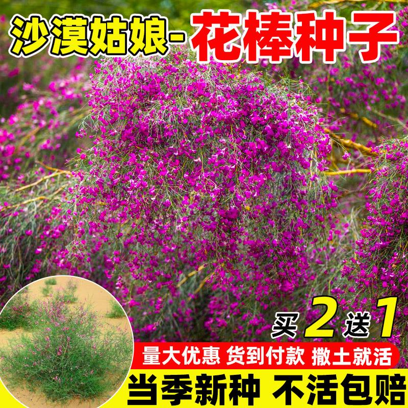 花棒种子牧草种子固沙灌木种籽细枝岩黄芪牛羊饲料防风观赏型草种