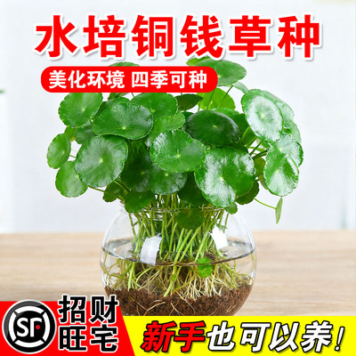 水培铜钱草种子大叶子四季播