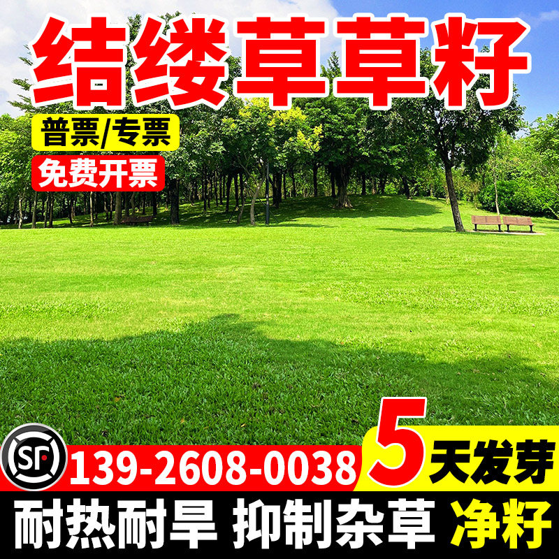 庭院草籽细叶结缕草草籽中华结缕草草籽四季青矮生耐践踏民宿露营