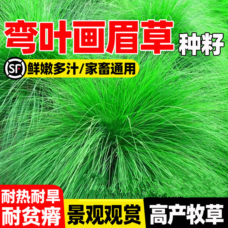 弯叶画眉草籽四季常青牧草种籽