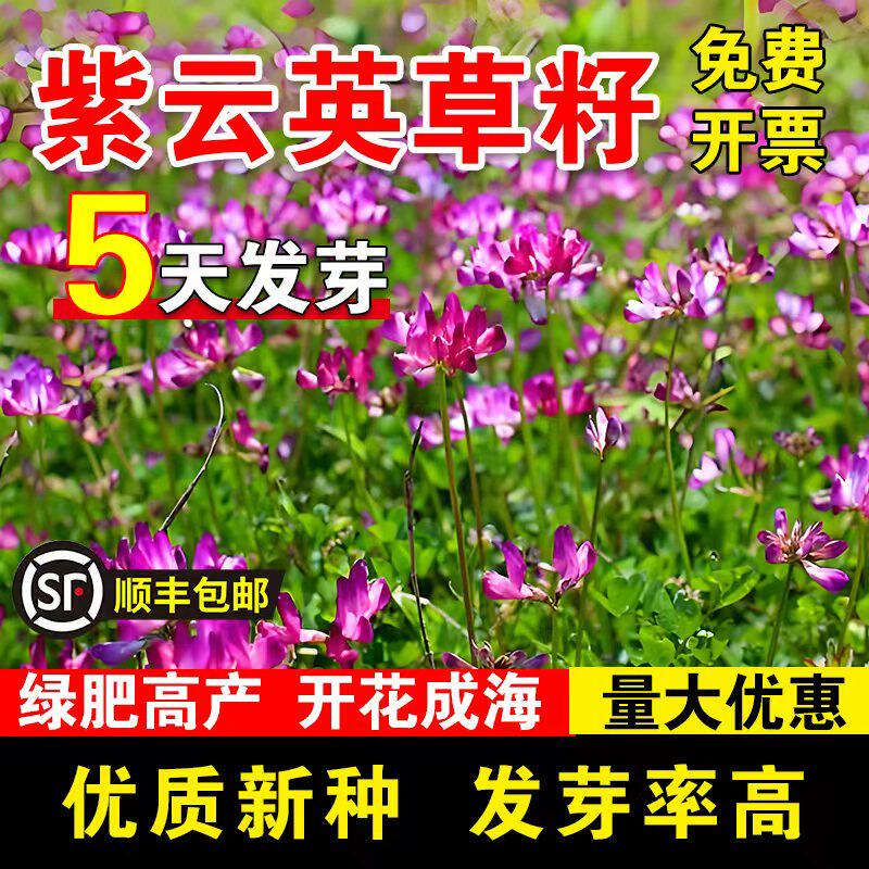 紫云英草籽绿肥种子红花草养蜂蜜源绿肥花海绿化四季高产牧草种子