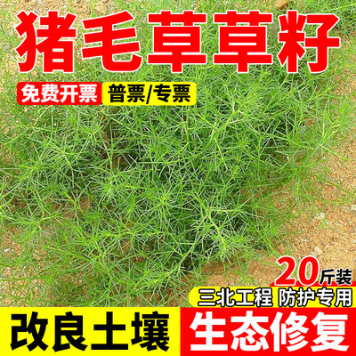 猪毛草种子防风固沙耐盐碱耐旱