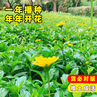 南美蟛蜞菊种子黄花墨菜黄花龙舌草野菊花田黄菊野生蟛蜞菊种子