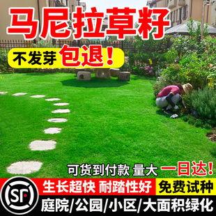 马尼拉草籽草坪四季常青庭院公园免修剪工程绿化耐寒旱草皮种子孑