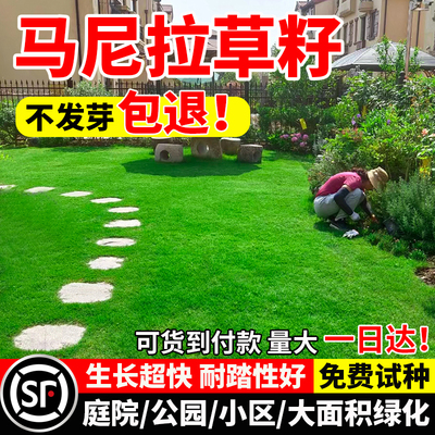 马尼拉草籽坪四季常青庭院