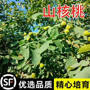 新采山核桃种子野生核桃树种子薄皮核桃树品种核桃种子山核桃种子
