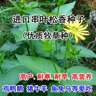 进口牧草种子串叶松香草种子四季耐寒牧草种子牲畜食用松香草种子