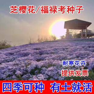 芝樱花籽芝樱花种子四季室外北方见土庭院易活花籽耐寒福禄考花种