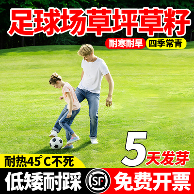 足球场草坪种子四季常青免修剪