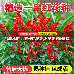 一串红盆栽种子四季播种开花庭院园林工程景观绿化高矮杆花卉种籽