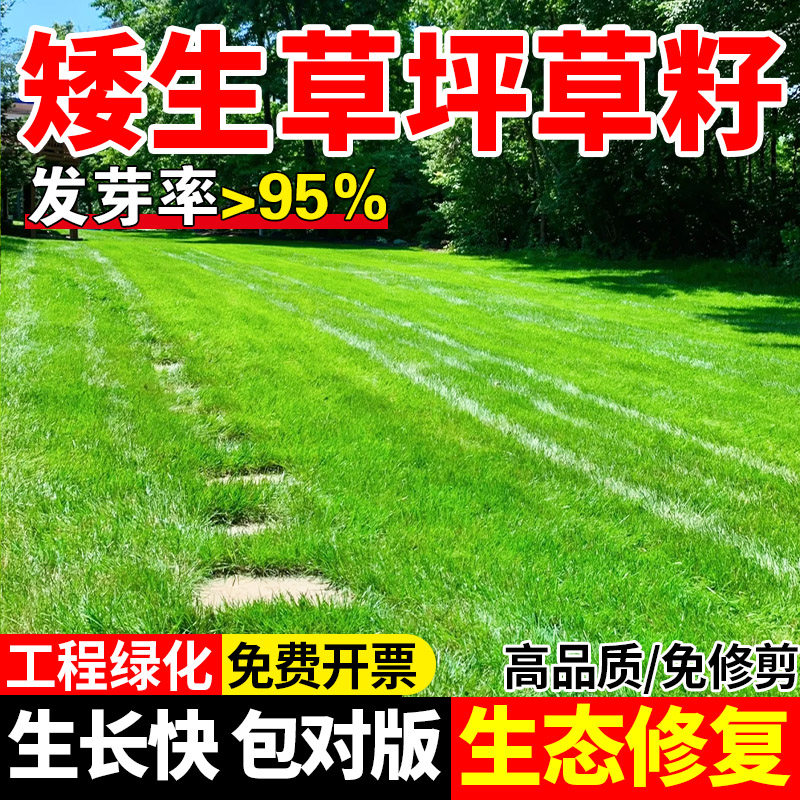 矮生草坪种子四季常青免修剪耐践踏民宿露营小区绿化包邮