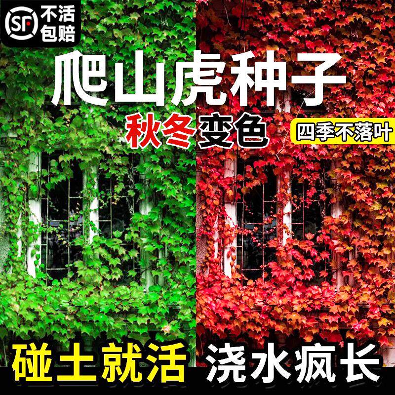 爬山虎种子树苗不落叶草籽藤条爬藤植物爬墙虎苗三五叶四季种籽孑