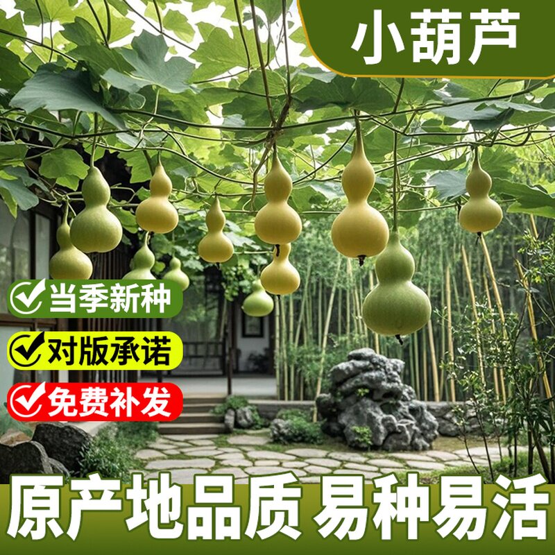 特小文玩观赏葫芦种子特大亚腰大酒葫芦籽种苗秧春夏季阳台盆栽孑 - 实物图