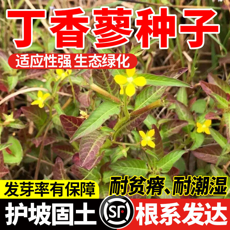 丁香蓼种子水丁香喇叭草庭院田园四季播种湿地绿植种籽绿化包邮