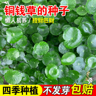 铜钱草的种子水培土培鱼缸造景水草植物花卉四季播种开花植物种子