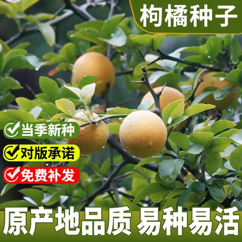 铁篱寨臭橘种籽实橘红臭杞