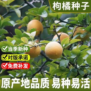 枸橘种子铁篱寨臭橘枸橘李枳实橘红臭杞枸棘子钢橘子臭刺积壳种籽