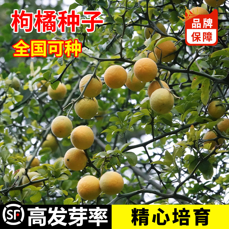 铁篱寨臭橘种籽实橘红臭杞