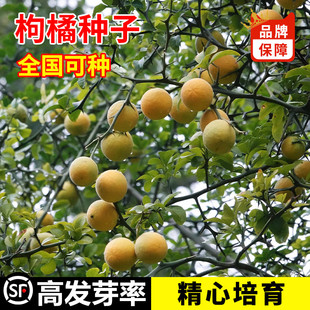 枸橘种子铁篱寨臭橘枸橘李枳实橘红臭杞枸棘子钢橘子臭刺积壳种籽