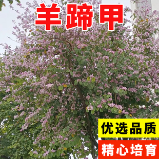 羊蹄甲种子洋蹄甲香港洋大花紫荆玲甲红花花园林庭园观赏