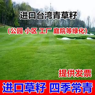 台湾2号草坪草籽细叶结缕草草皮种子矮生四季青草种台湾草孑庭院
