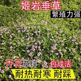 姬岩垂草种子庭院花境花园绿化耐踩踏耐寒旱花期长花草籽匍匐草坪